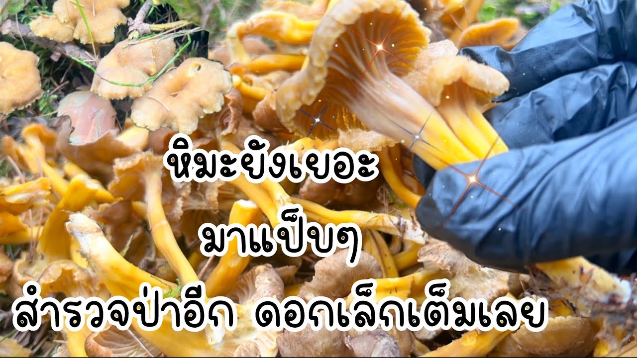 เห็ดดำขาเหลือง ได้ทั้งเห็ดได้ทั้งออกกำลังกาย ดีต่อใจ☺️