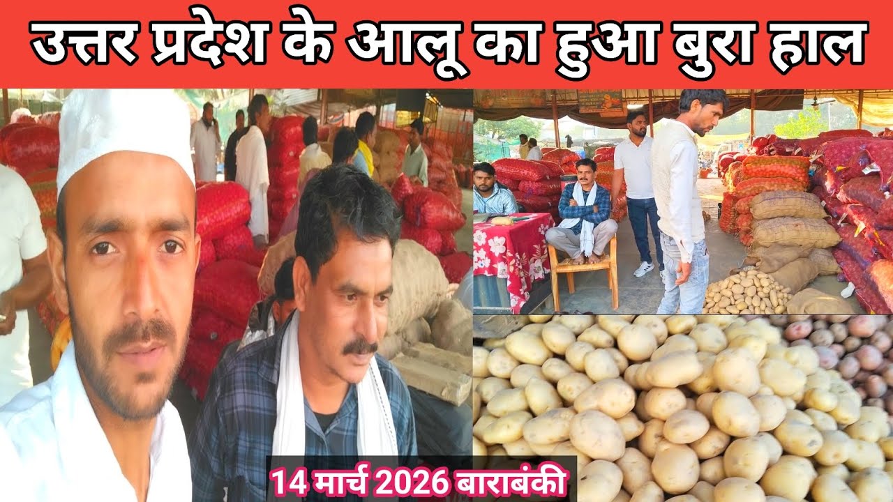 March 14, 2026 Barabanki 🥔 उत्तर प्रदेश के आलू का हुआ बुरा हाल 🥔 aaj ka aalu ka bhav 🥔 potato rate 