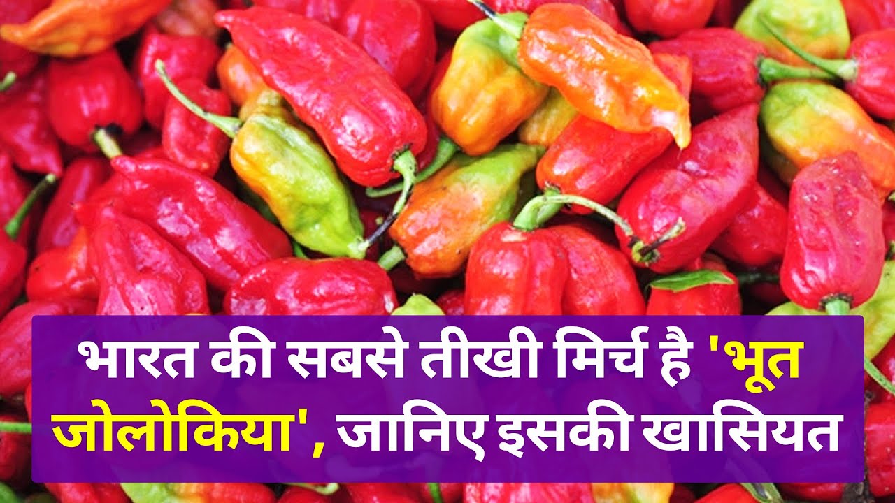 भारत की सबसे तीखी मिर्च है 'भूत जोलोकिया', जानिए इसकी खासियत