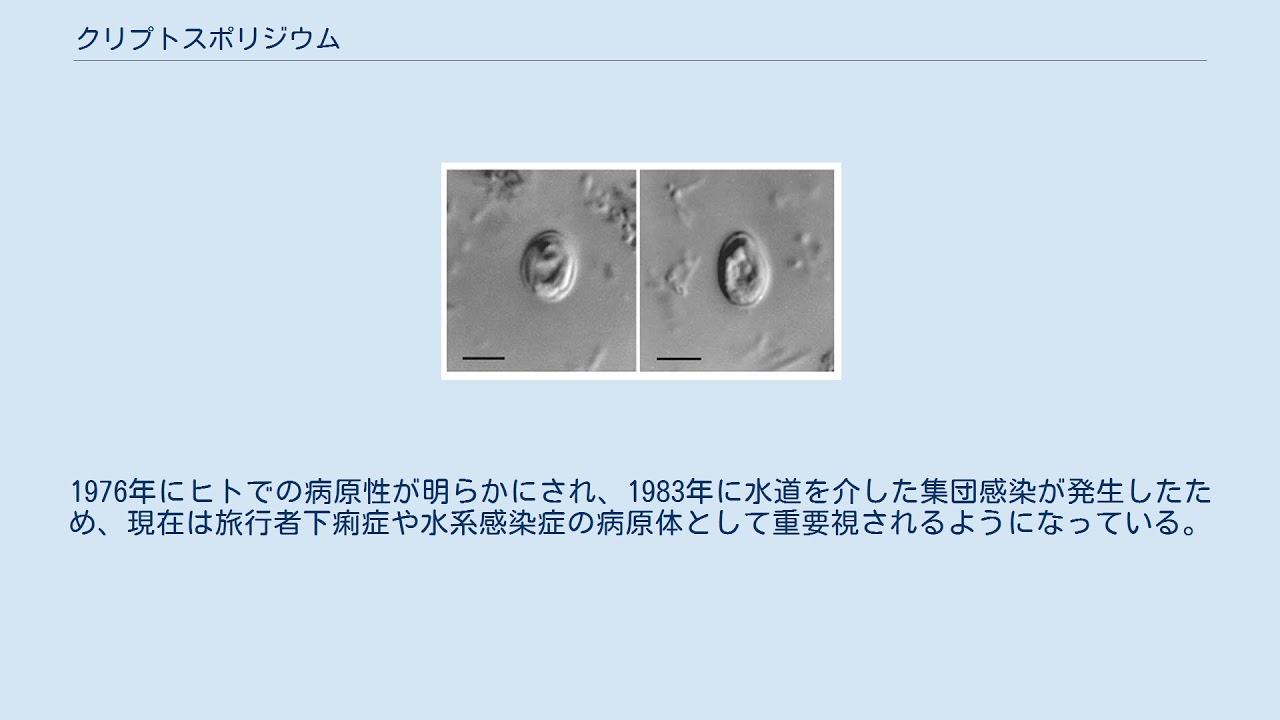 クリプトスポリジウム
