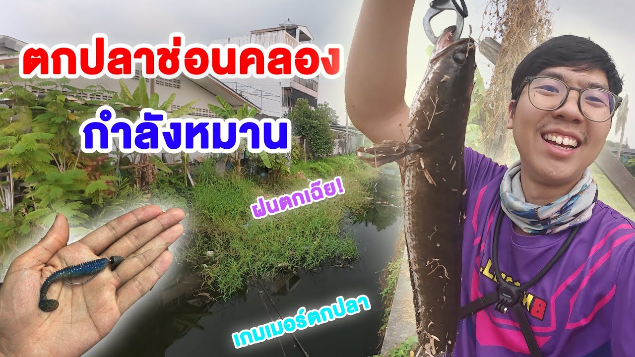 ตกปลาช่อนคลอง วันนี้หมานๆแต่ฝนมาขัดจังหวะซะได้ !!  l Petechee เกมเมอร์ตกปลา