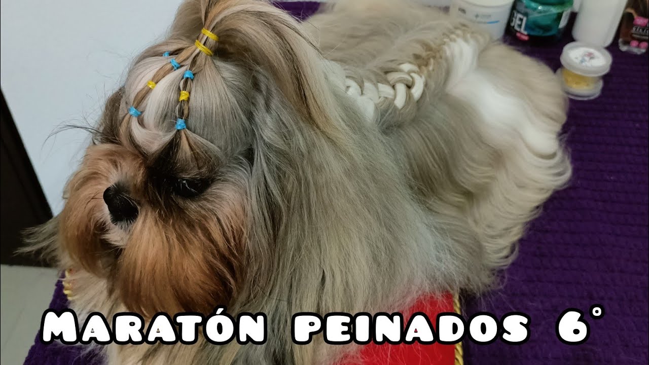 Peinado para tu perro Shih-Tzu macho 6° yorkshire , maltés y otras razas de pelo largo