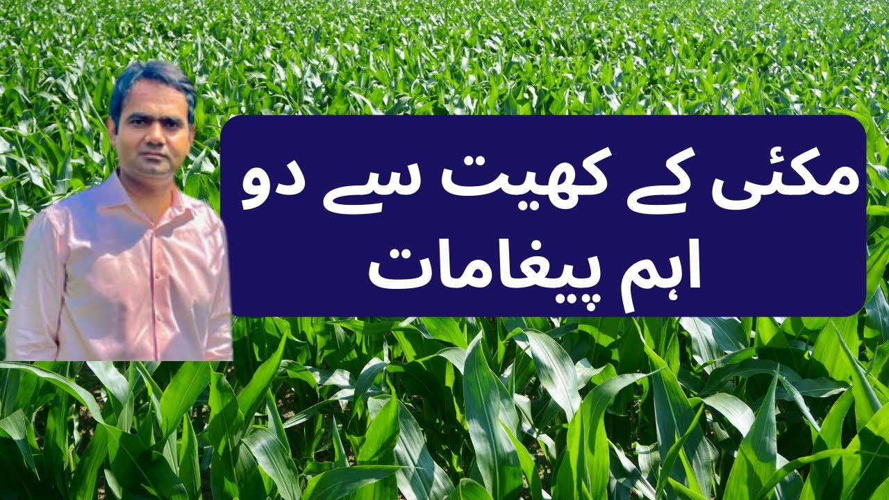 Maize crop management (مکئی کے کھیت سے دو اہم پیغامات)