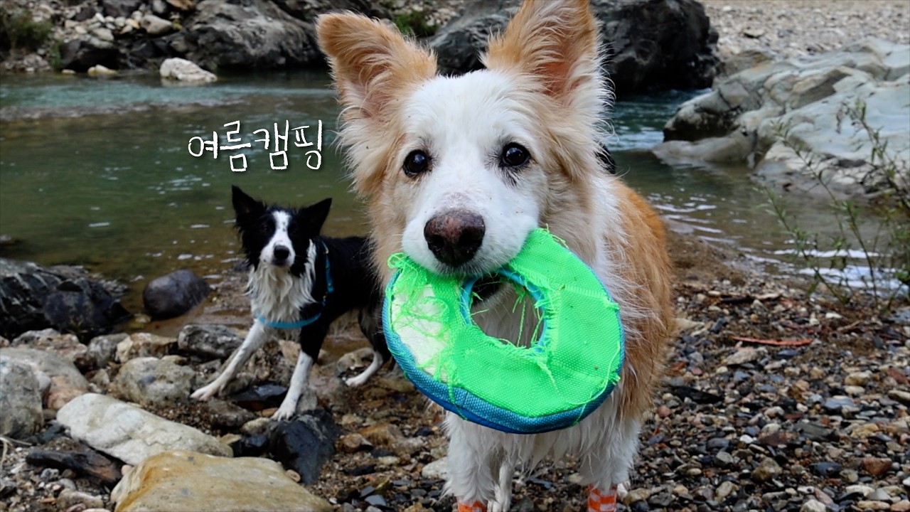 강아지들과 폭염 캠핑 그런데 비온다고는 안했잖아요