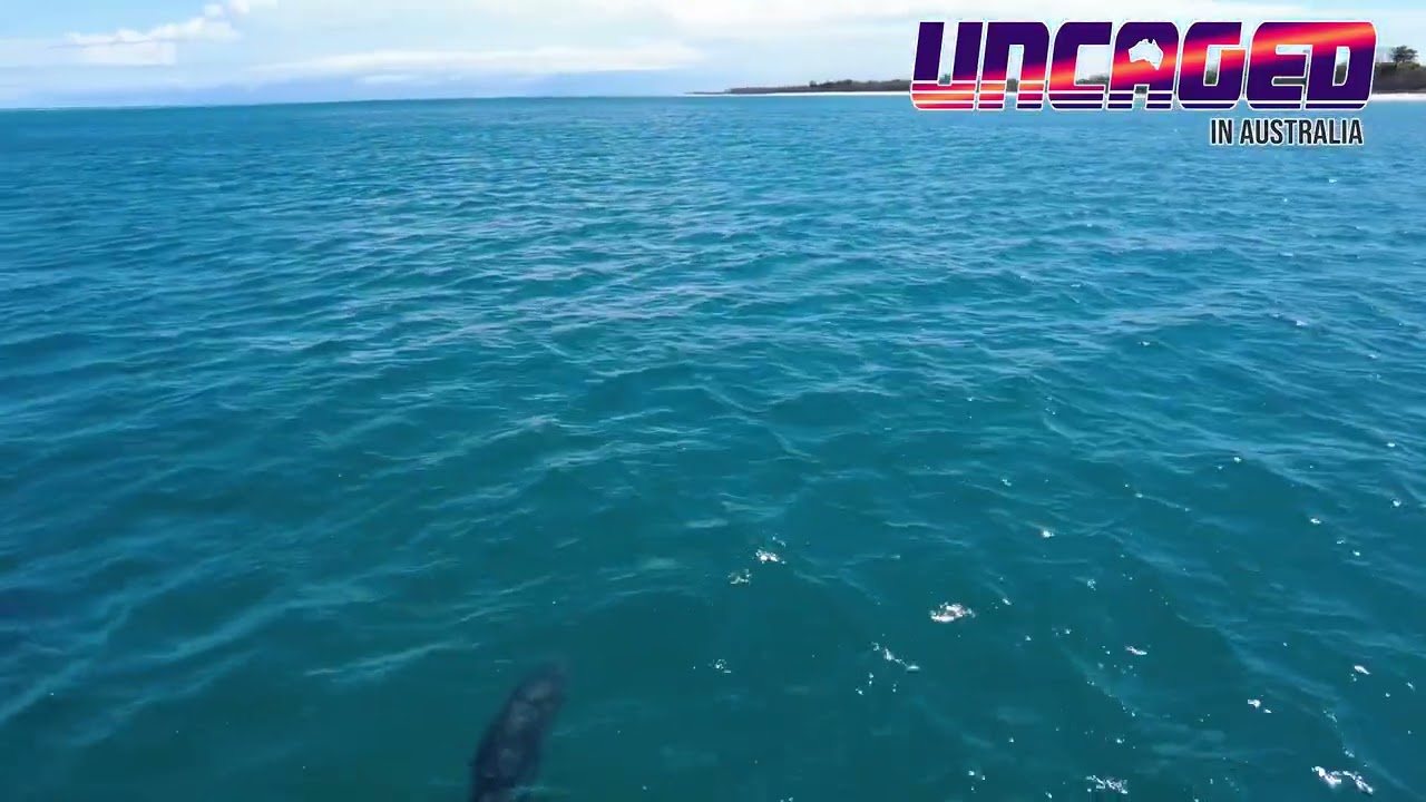 Spotting Dolphins - Tasman Venture K'gari (Fraser Island)