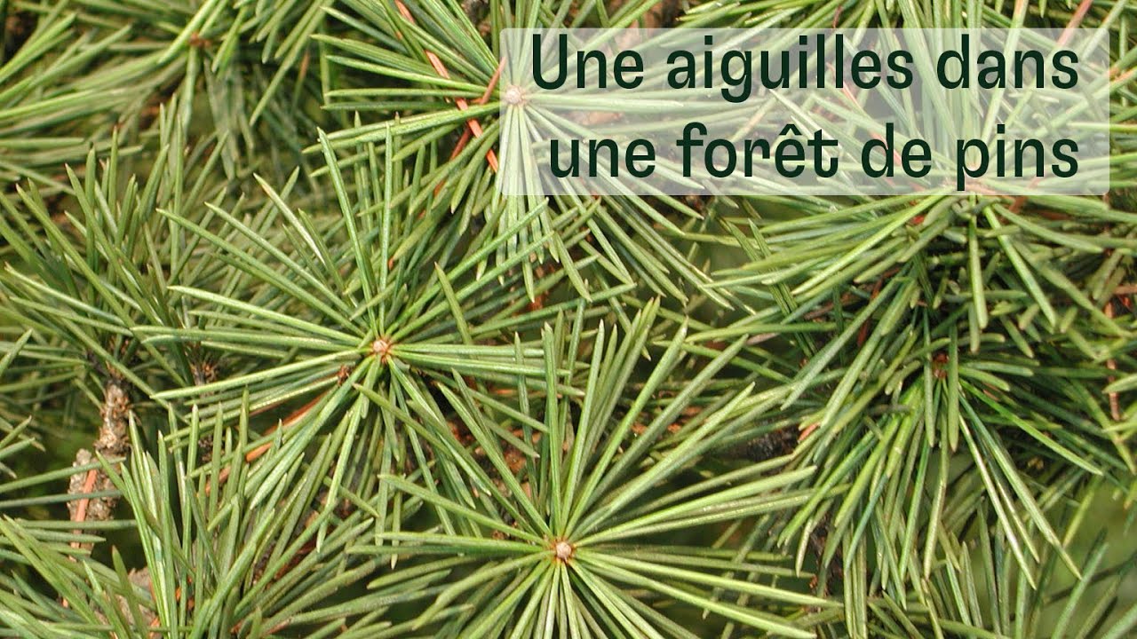 Une aiguilles dans une for&ecirc;t de pins