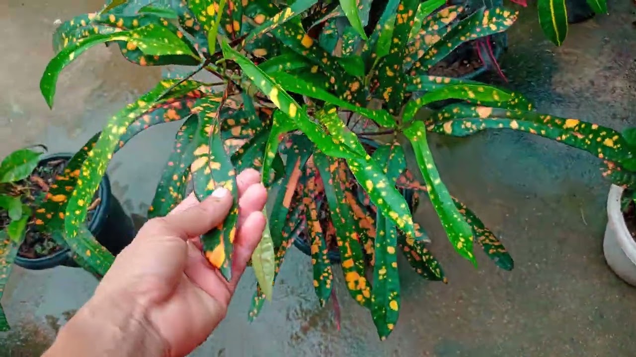 #plantas para todos os tipos de climas