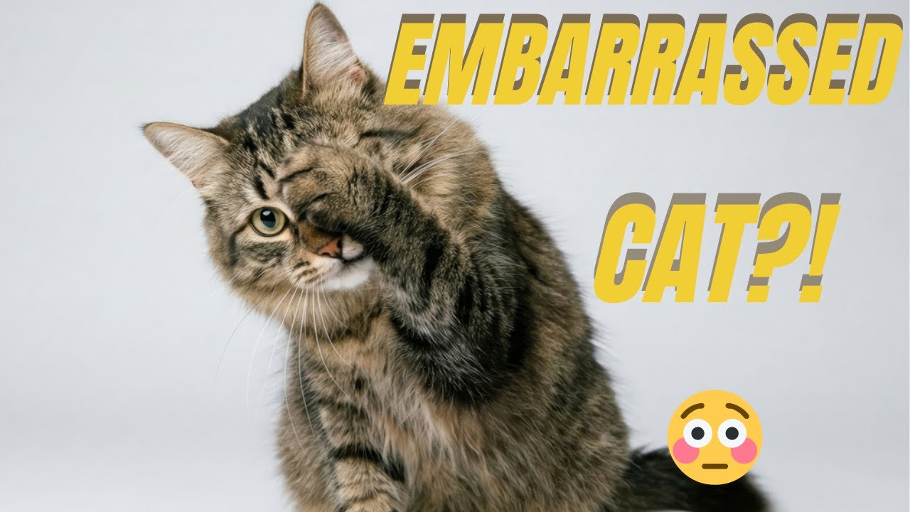 Do Cats Feel Embarrassment The Real Reason Your Cat Acts ‘Ashamed!