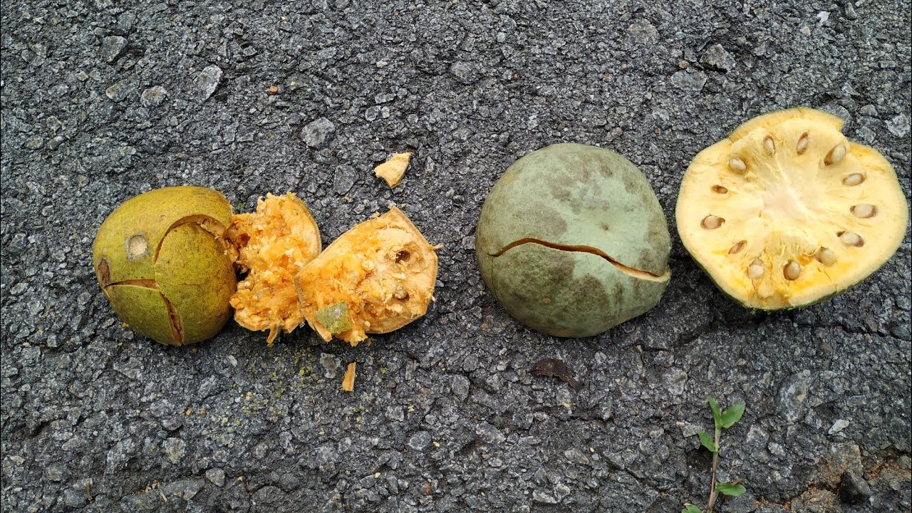 Bael Fruit (Aegle marmelos) off the tree -  ripe vs unripe