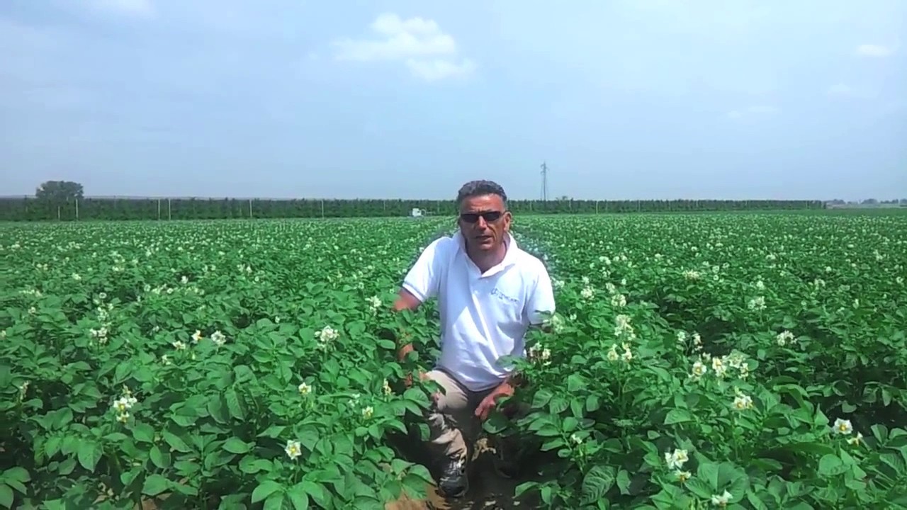 Concimazione Patate: il programma di Timac Agro