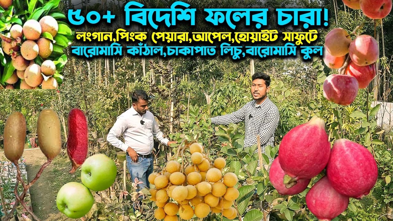 লংগান বিদেশি পেয়ারা হোয়াইট সাফুটে সহ বিদেশি ৫০+ ফলের চারা | Ep-1044