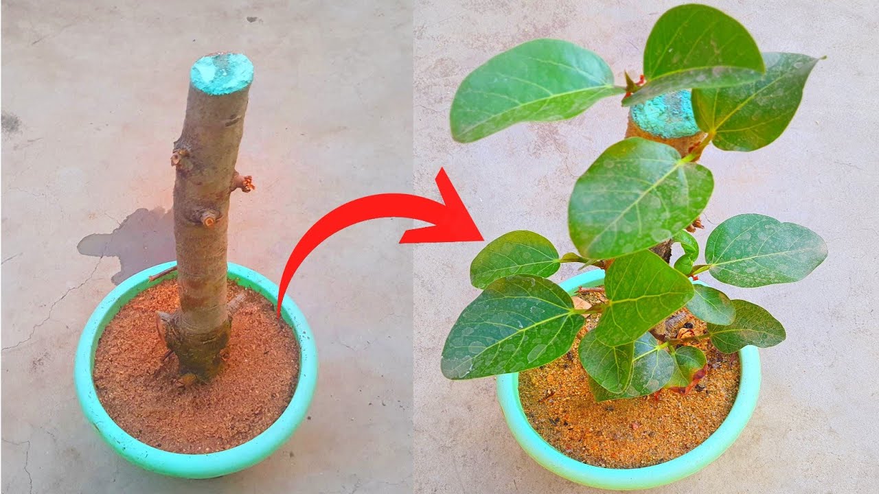 वट सावित्री के दिन लगाएं बरगद की मोटी कटिंग |How to grow banyan tree from Cuttings,With update ||