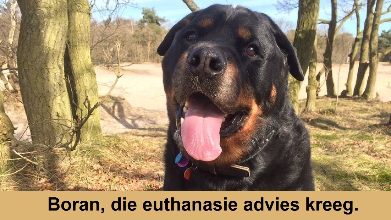 ZWARTBOEK BORAN IBGH