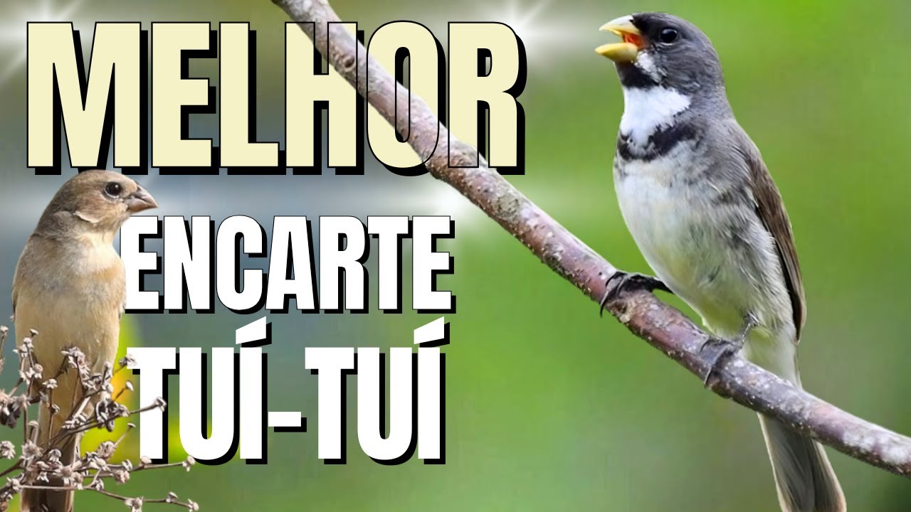 Melhor Canto de Coleiro Tui Tui para Foguear e Esquentar coleiro frio