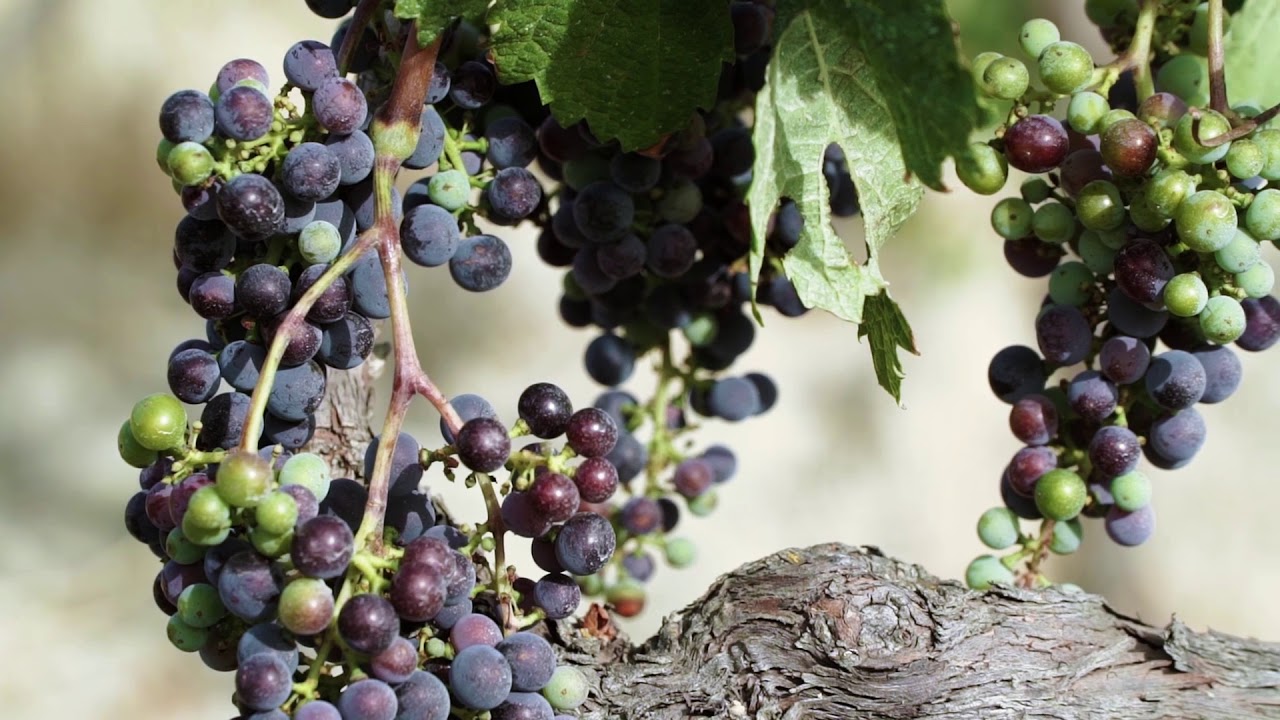 Tenuta CastelGiocondo – The spirit of Montalcino – Marchesi Frescobaldi