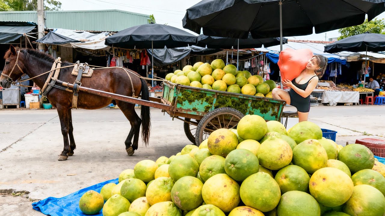 Harvest 100.000 KG Grapefruit By Horse Drawn Cart Go To Countryside Market Sell