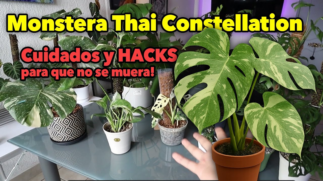 Cuidados de Monstera Thai Constellation