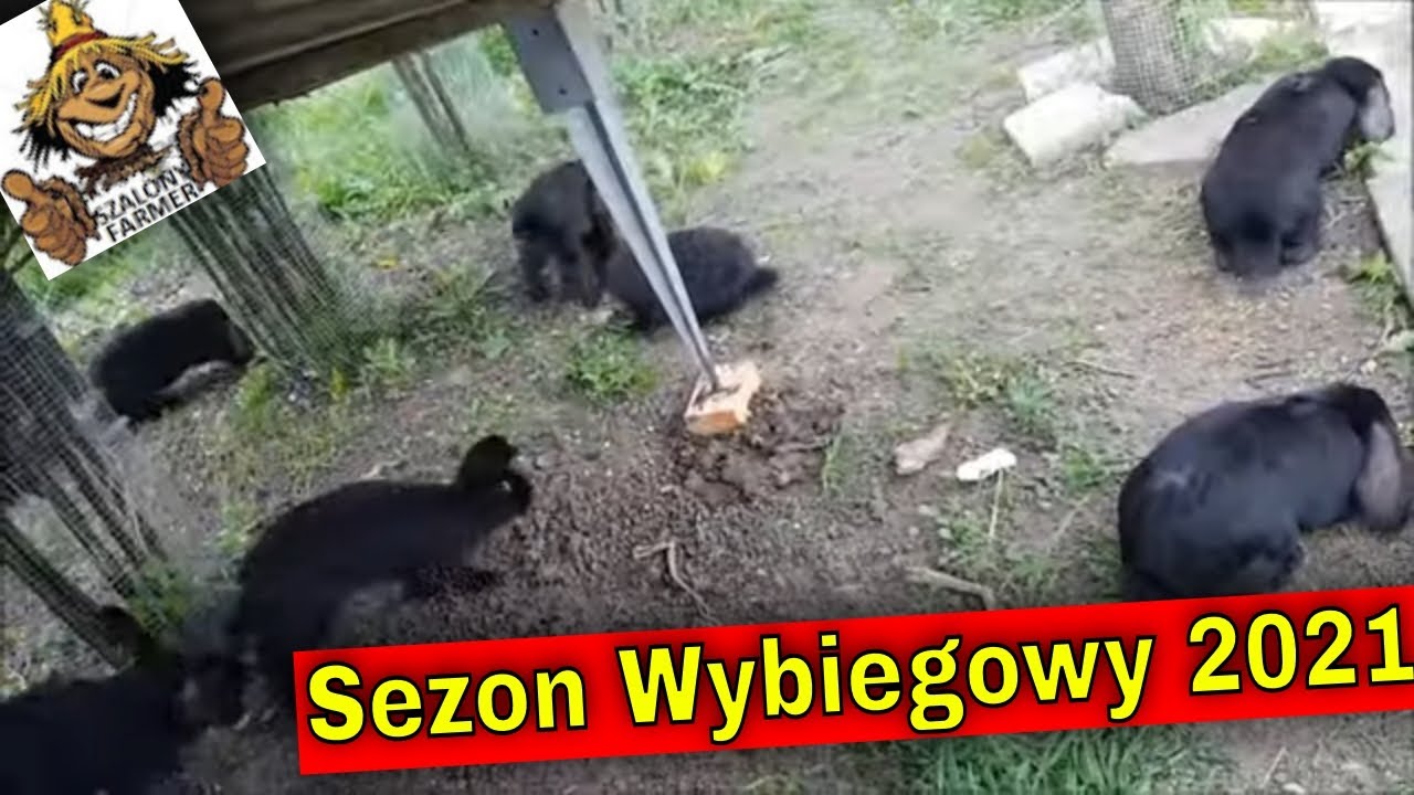 Króliki na wypasionym wybiegu z sałatą zamiast trawy! | Obchód Farmerski!