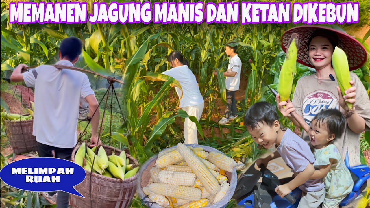 PANEN JAGUNG SAAT  HUJAN SANGAT SERU, HASIL PANEN MELIMPAH LANGSUNG DIREBUS DAN DI STOK