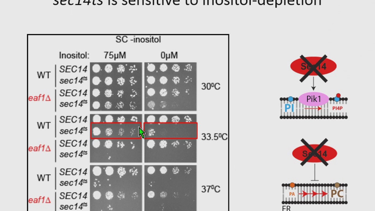 L Dacquay: Lysine acetyltransferase complex NuA4 regulates PI-4-P and phospholipid metabolism.