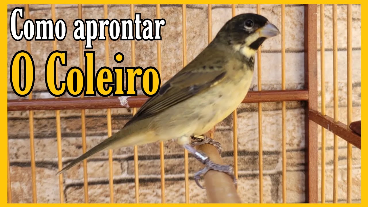 COMO APRONTAR O COLEIRO MACHO PARA REPRODUÇÃO