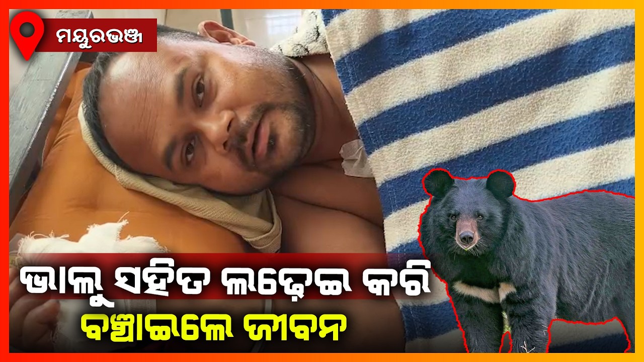 ଭାଲୁ ଆକ୍ରମଣରେ ଗୁରୁତ୍ତର ଯୁବକ ମେଡିକାଲରେ ଭର୍ତ୍ତି || MAYURBHANJ NEWS