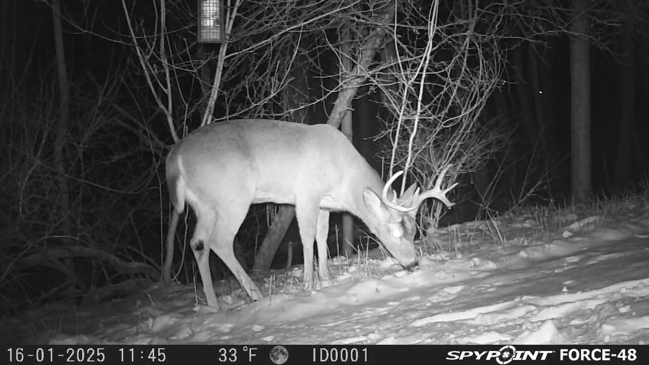 8 point