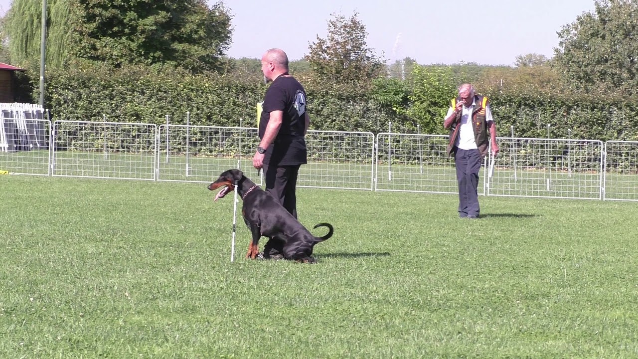 Dobermann Bice