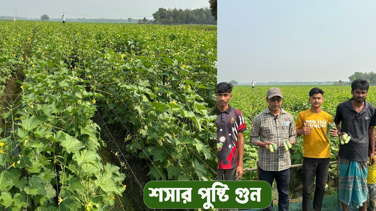 শসার পুষ্টি গুন সম্পর্কে জেনে নিন #MdJahangirAlamSelim