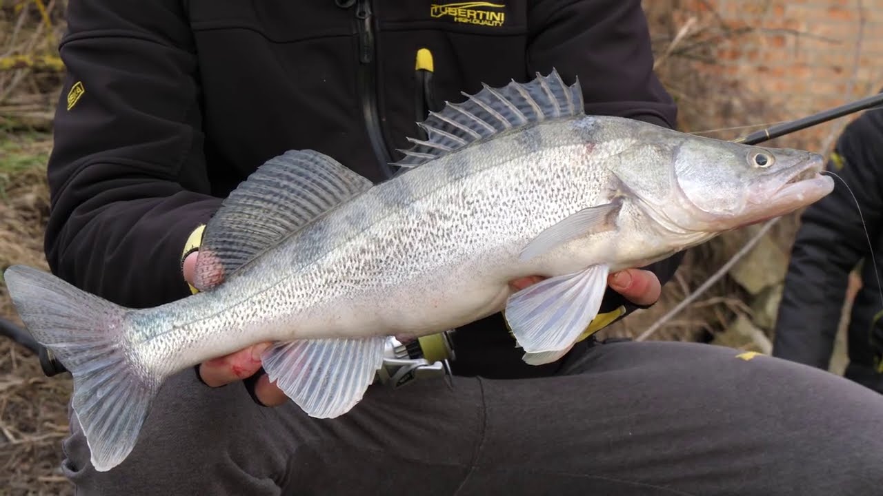 Ice Foss Fishing Adria (Seika)