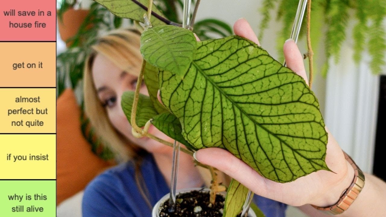 ✨рейтинг всей моей коллекции венозных хойя ✨