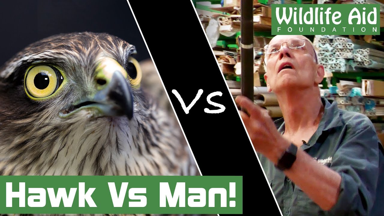 MID-AIR catch to save trapped hawk!