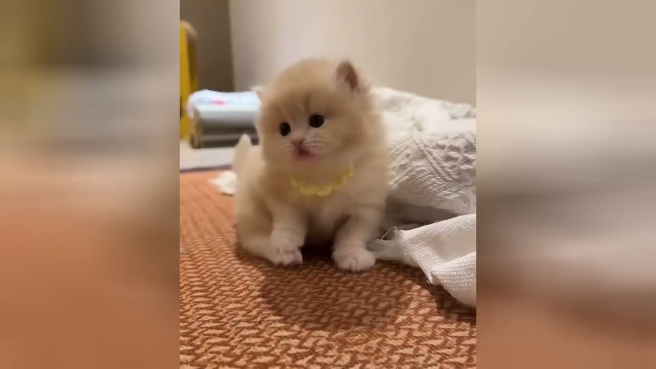Sweet little kittens are the kings of being cute
