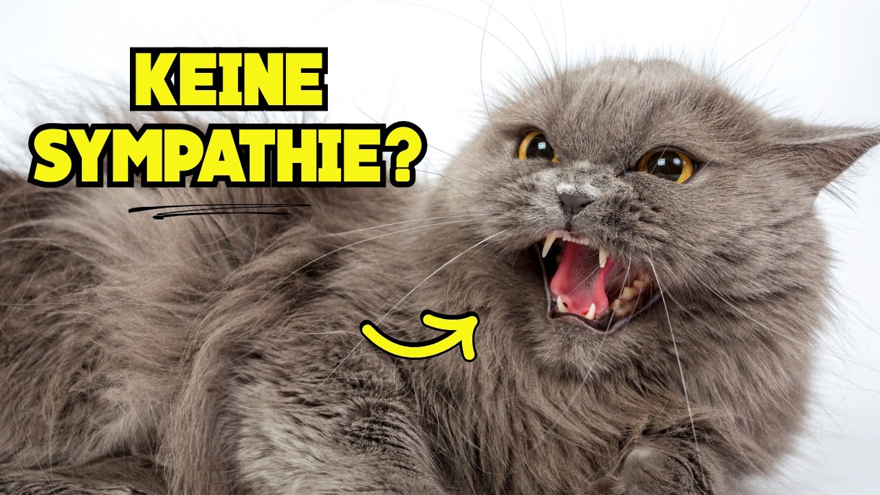 Der WAHRE Grund, weshalb eine Katze dich NICHT mag!🔥(Egal was du tust)