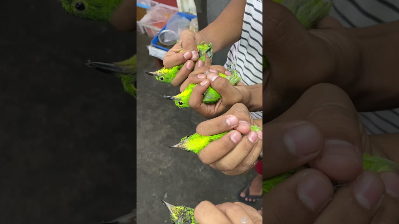 Tips dalam memilih cucak Ijo anakan jantan dan betina ala Rafli birdshop