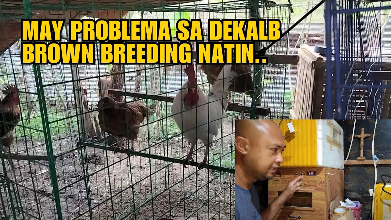 MAY PROBLEMA SA DEKALB BROWN BREEDING NATIN..
