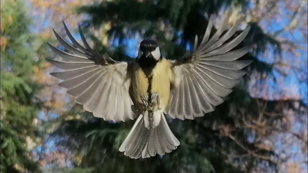 Ayudemos a los Gorriones comunes y a los demás pájaros insectívoros que están hambrientos 🐦
