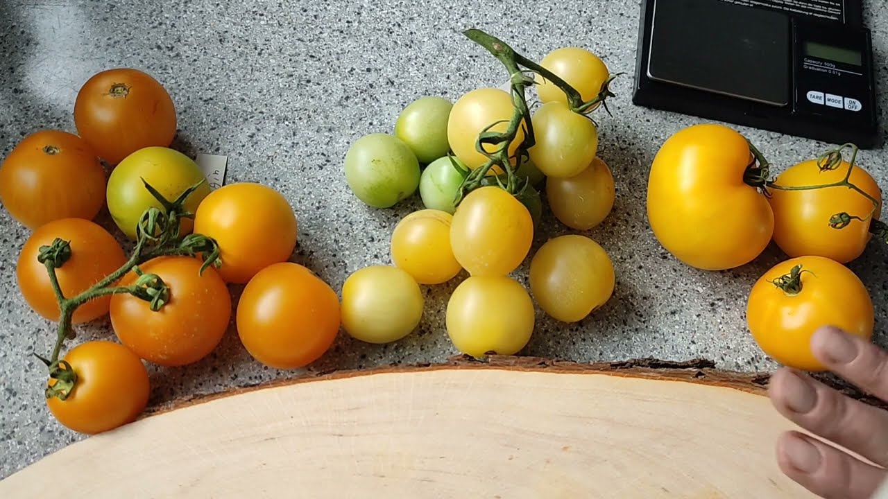 🍅Tomaten nach Sorten🍅der Vergleich/Dwarf Goldenes Herz, Bendigo Moon, Goldene Königin