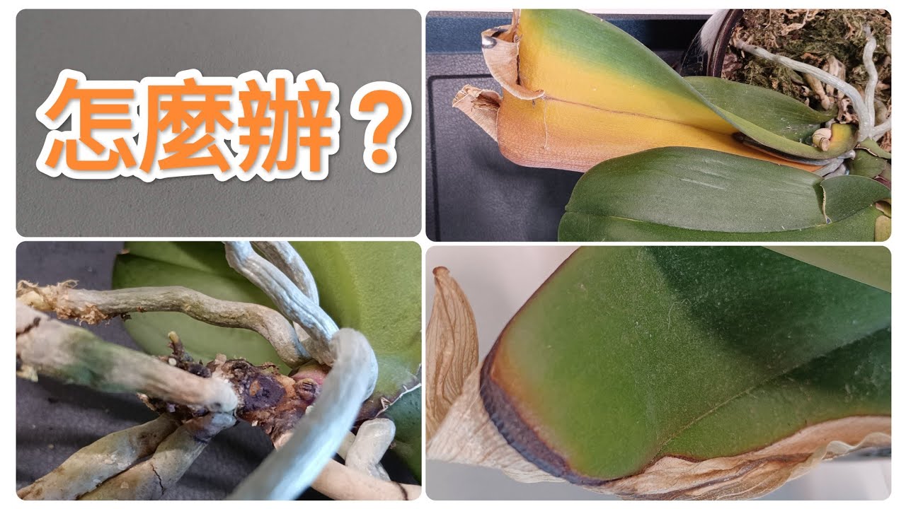 蝴蝶蘭的葉子這樣，怎麼辦?葉黃，葉枯邊沿發黑，爛根爛莖，處理過程20/9/2024