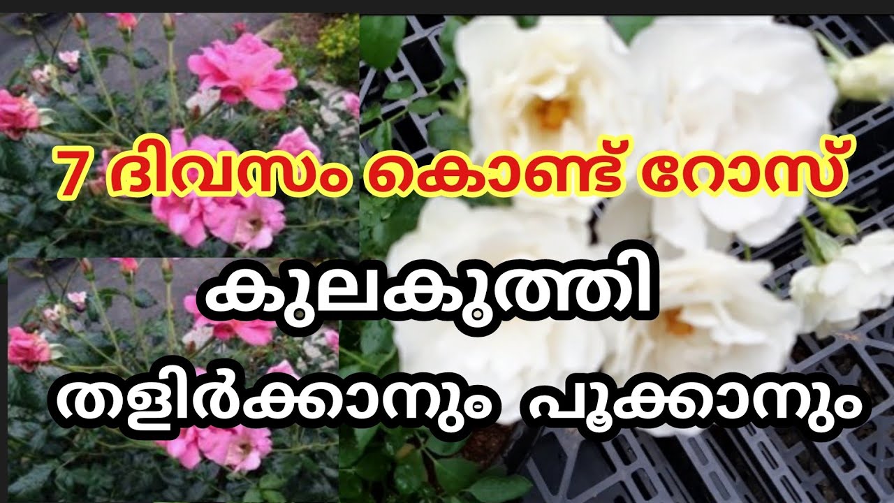 7 ദിവസം കൊണ്ട് റോസ് തളിർത്ത്  പൂക്കും / rose flowering Tips /Grow rose in 7 days