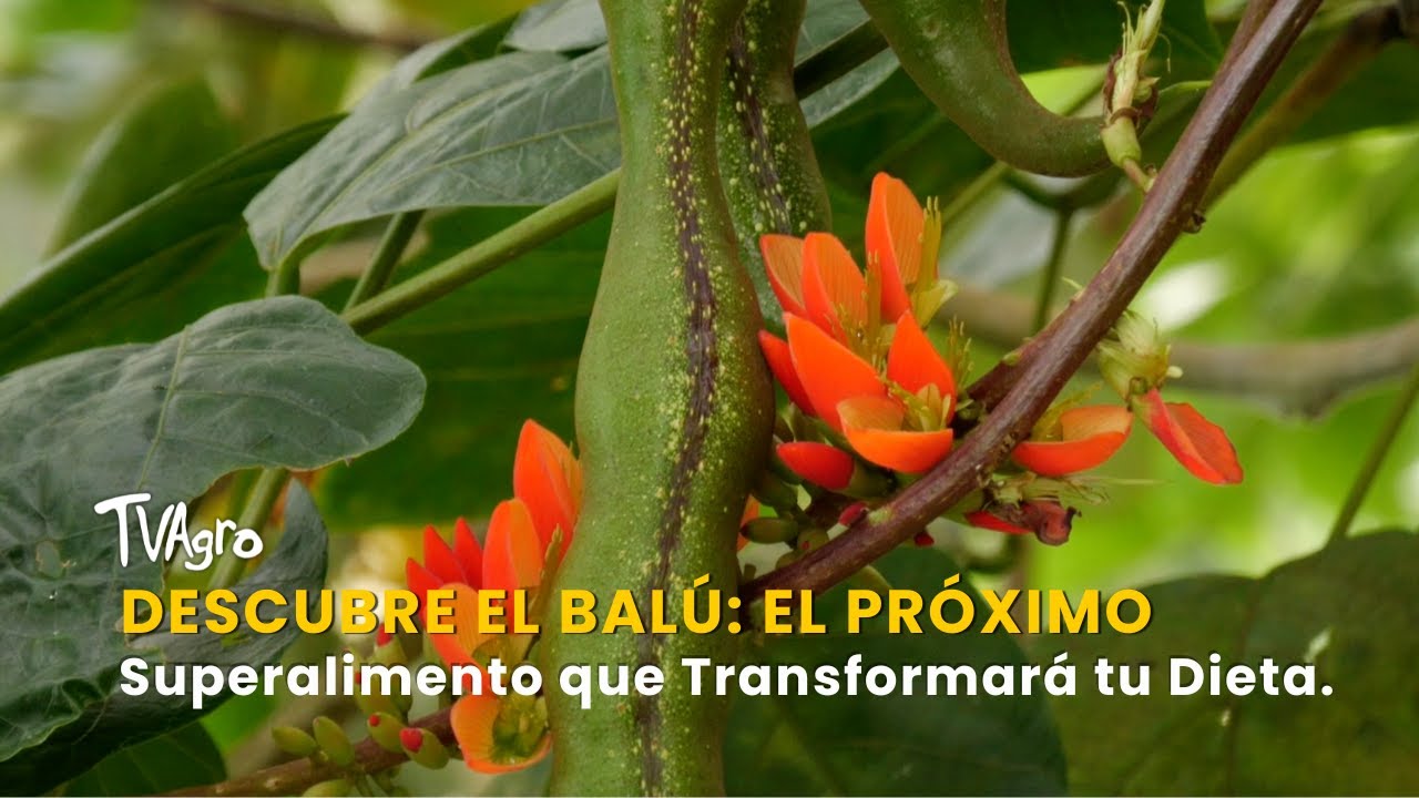 Descubre el Balú: El Próximo Superalimento que Transformará tu Dieta - TvAgro por Juan Gonzalo Angel