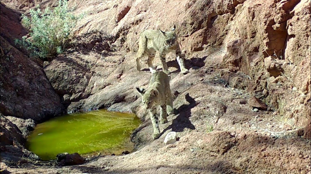 Bobcats, Bighorns & more - Wild Arizona