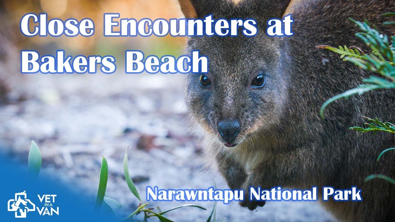Low Cost Camping on Bakers Beach | Pademelons, Soldier Crabs & Epic Hikes