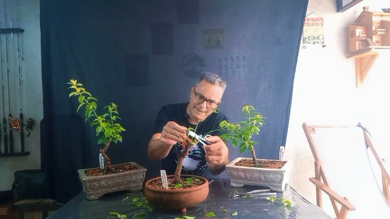 Bonsai Bougainvillea primavera,  vídeo 2, desfolha, poda, @Wanderramos 