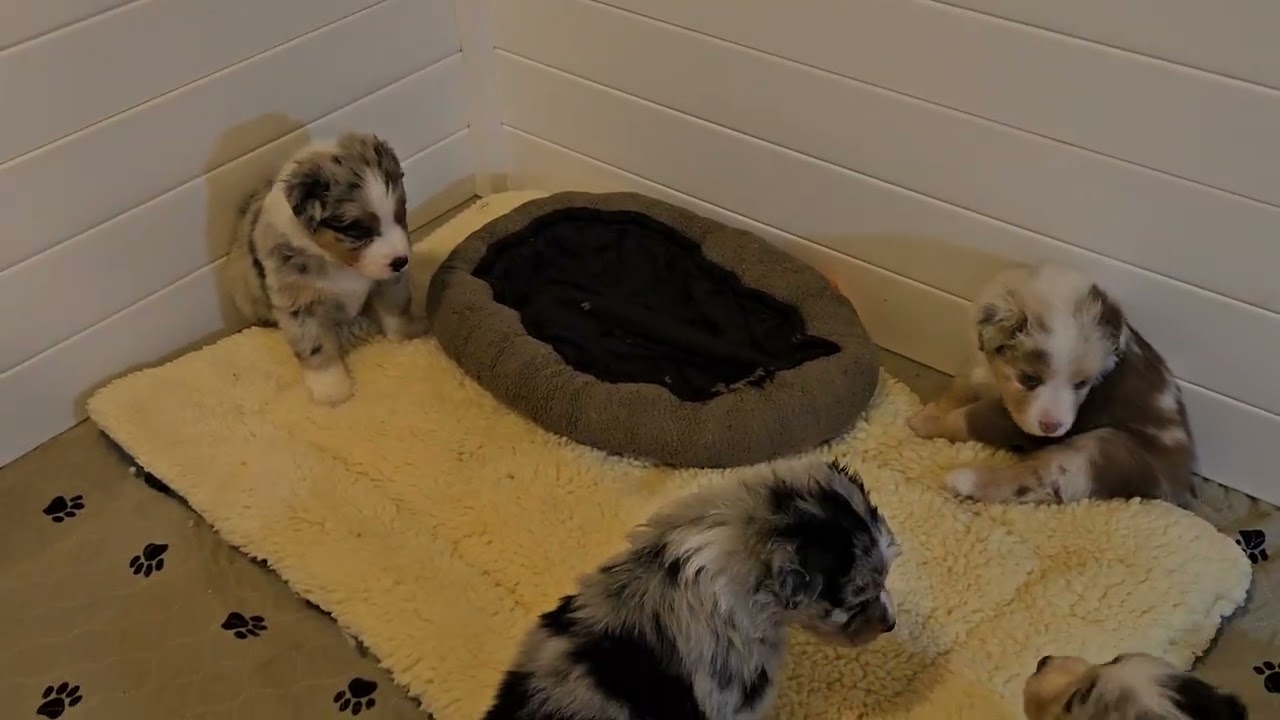 Piper's puppies feeling rowdy before bedtime! 