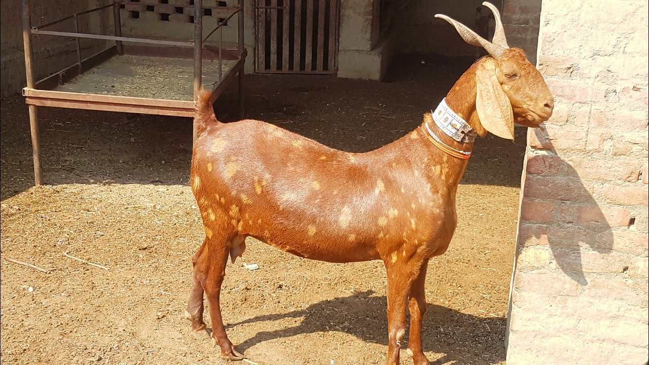 Gulabi Tapri Goat Breed | Complete Documentary
