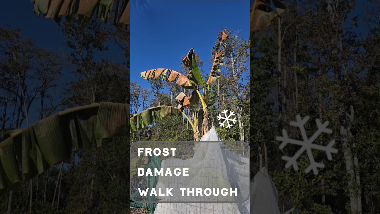 Frost Damaged Plants Walkthrough: Identifying, Saving & Preventing Damage 