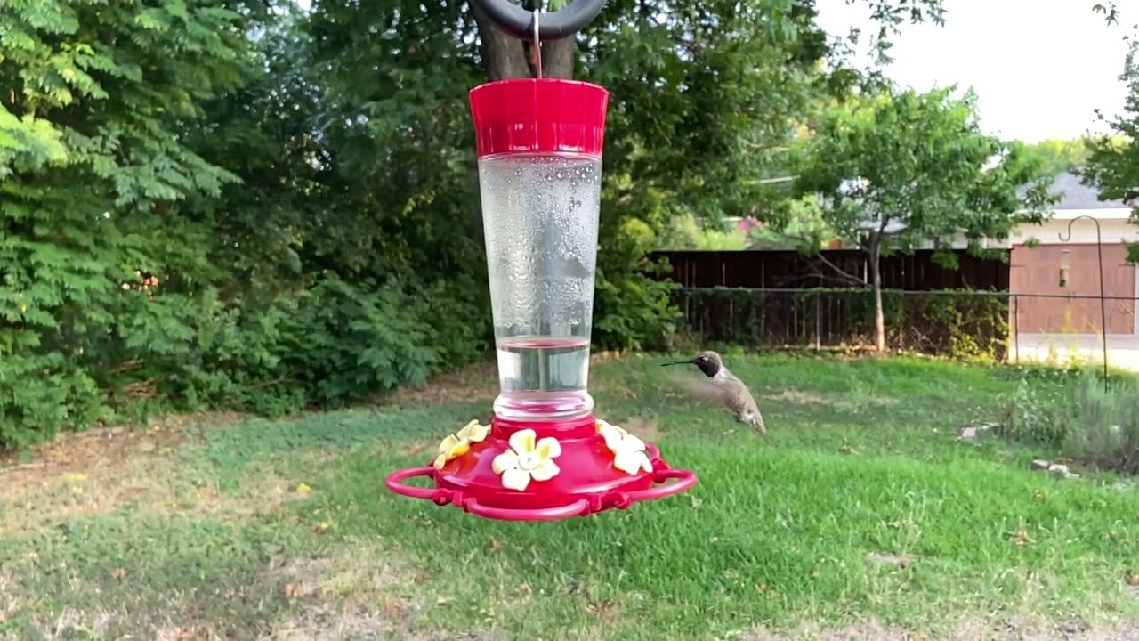 Hummingbird 벌새
