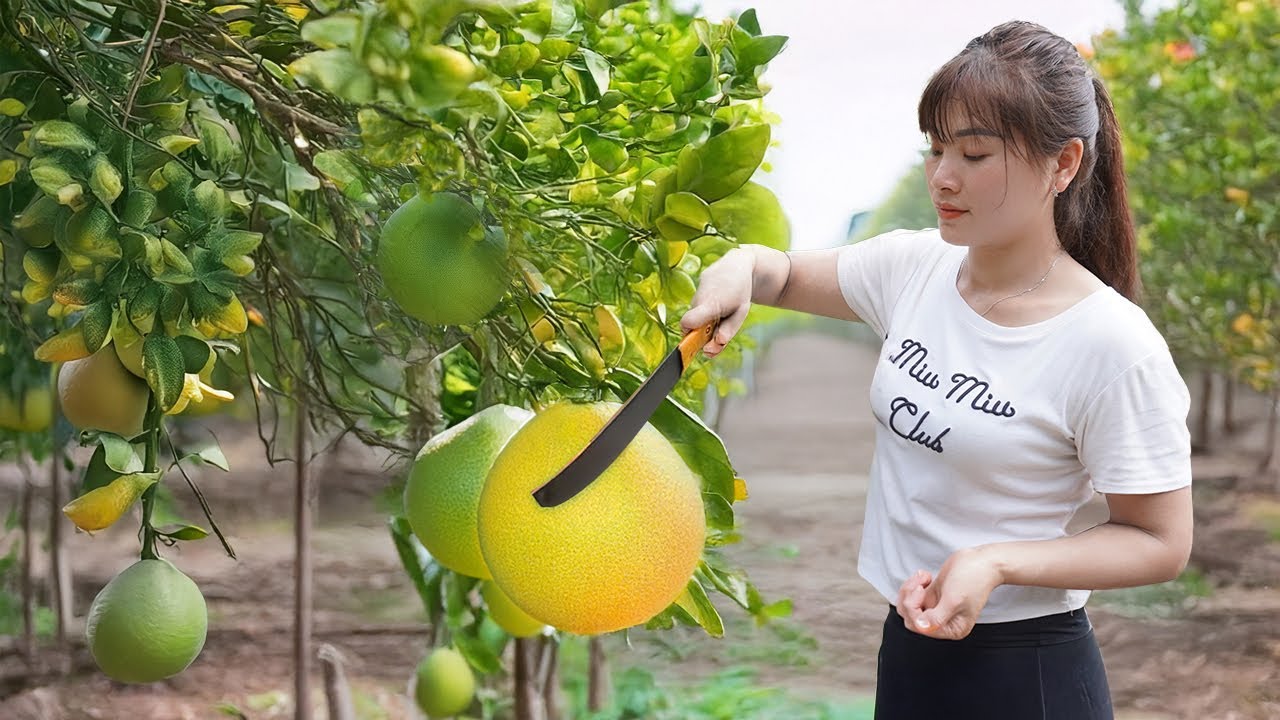 Harvest Grapefruit at Farm, Sell at Market, Journey of Harvesting Around the Farm | Nhất Bushcraft