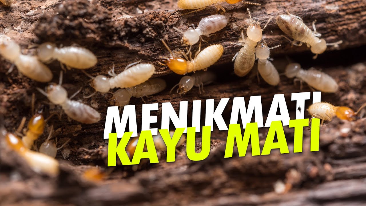 Rayap Merayap dalam Senyap #AlamSemenit